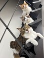 ヘアオアシス 愛猫です。