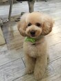 ビオス(Beoth) 愛犬のアンジューです!すぐ髪が伸びます笑