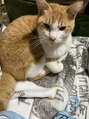 バロンドール(Ballon d' Or) 猫、犬が家にたくさんいます(^_^)