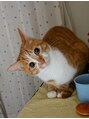 サロン Salon アイ アート 保護猫を飼い始めて4年になりました 佐藤家のボスです