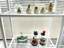 ルポワール(Reposir)の雰囲気(カワイイ多肉植物達!ミニサボさんも仲間入り)