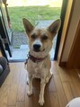 アラワラブルー(arrawarra blue)&nbsp;可愛くて元気な犬を飼ってます！