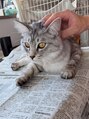 カミケンパセオ(kamiken.paseo)&nbsp;保護猫むぎ太です！新聞と同化するのが得意です[福島]