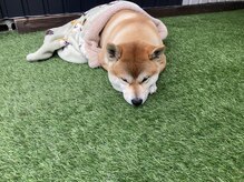 アトレ(atre)の雰囲気（看板犬タヌU^ェ^U）