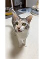 フローリア(flowria) 我が愛しの猫♪まるりと申します