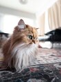 ヘアー アトリエ イチ(hair atelier iti) 猫飼ってます!猫好きです