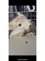 モアヘアー(MORE-HAIR)&nbsp;実家でチンチラ飼ってます！