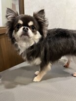 ガーフィー(garfy) 素敵な被毛の持ち主