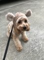 オーブ ヘアー フリー 下関店(AUBE HAIR free)&nbsp;愛犬トイプードルのレイちゃんです♪