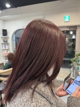 ドッグスター(dog star) ボルドーカラー [登戸/向ヶ丘遊園]