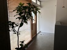 巡華の雰囲気（入口のすぐそばには観葉植物があり癒されます）