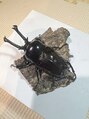 フラッシュ 高蔵寺店&nbsp;クワガタ飼育