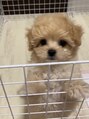 ラグエル(RAGUEL) 愛犬ペルルちゃん^^