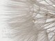 Elephorie オーガニック専門 ヘッドスパ/髪質改善【エレフォリー】【8/1~(予定)】 の写真