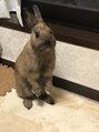 レフア(Lehua)&nbsp;ネザーランドドワーフのうさぎを飼っています