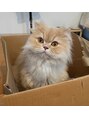 ヘアーグロウニコ(hair grow nico...) 我が家の愛猫です☆動物大好きです！