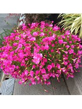 セブンの庭&nbsp;TAKAKO 