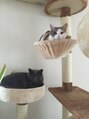 アース 高田馬場店(HAIR&MAKE EARTH) 実家の猫ちゃん☆猫大好きです!ぜひお話ししましょう!