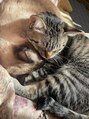 シータ 成増(THETA)&nbsp;この子達は実家のにゃんこたち♪♪猫ちゃん大好きです♪