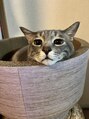 フラッシュ 春日井店 2にゃんいます。かわいいです。