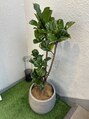 ミリューズ(miRyu's)&nbsp;観葉植物のお世話が楽しくてはまってます。家にはパキラも♪