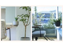 ブランチヘアー(branch hair)の雰囲気（店内は観葉植物が育てられている癒される空間づくり）