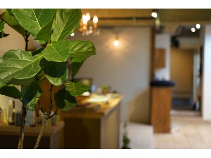 カルパ(carpa)の写真