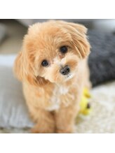 リペロ(ripero) おと