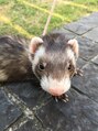 ストーンオーシャン(Stone Ocean)&nbsp;小動物大好きです！フェレットはマジでかわいい！