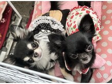 ヘアーサロン ニクス 池袋(hair Salon Nix)の雰囲気(10/14まで2匹います♪動物の苦手な方は事前にご確認ください)