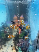 ステイアクア 両国(STAY AQUA)&nbsp;カクレ クマノミ