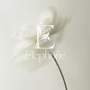 Elephorie オーガニック専門 ヘッドスパ/髪質改善【エレフォリー】【8/1~(予定)】 のお店ロゴ