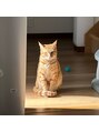 コトナ ヘアアンドリラックス 草加店(kotona Hair & relax) 実家の猫が大きくなっていました
