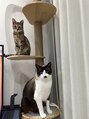 イリス(Iris)&nbsp;猫飼ってます。