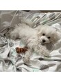 ダリー 菊水店(Dali) ビションフリーゼのぽんず飼ってます^^