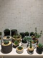 フラッシュ 高蔵寺店&nbsp;店内では多肉植物を育てています。ぜひ見に来てください！