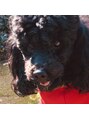 ケルア(KELUA) 愛犬ポンタさん(二代目)黒トイプードル3歳