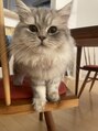 シオン(Cion)&nbsp;サイベリアンの愛猫に毎日癒されています♪