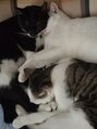 ブルーノ 東員店(BRUNO) ネコを6匹飼ってます！毎日が【癒し】で完璧な【猫派】です！！ 