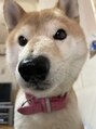 ヘア ヴィーヴル 田宮店(Hair BIVRE) うちのイッヌ「クリームブリュレ」ちゃん