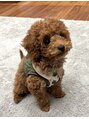 オーブ ヘアー ジン 松阪店(AUBE HAIR jin)&nbsp;トイプードルを飼っています！