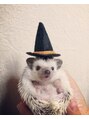 プティパ(Petit Pas) ペットのハリネズミハリ飼いさんどうぞよろしくお願いします