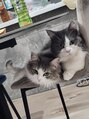 クレビア(CLeBIA) 猫はとにかく触ります。The cat just touches it.