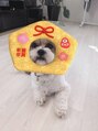 ヘアアンドデザイン ネイビー(Navy) シーズーとダックスのミックス犬です(*^^*)やんちゃな1歳です♪