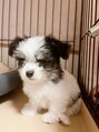 ジーナ 千葉(Zina) マルプーとチワマル2匹の家族と暮らしてます!愛犬家です^_^