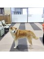 ヘアースタジオ ジェイワン(hair studio J ONE)&nbsp;秋田犬も可愛いべぇ