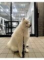 ホリー(HOLLY)/マス