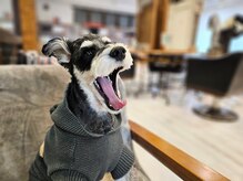 銀座ラボ アンド スリークス(銀座LA BO&SLEEKS)の雰囲気（看板犬めんま。キャリーバッグ利用でペット同伴OKです）