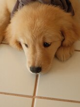 フォーク(FOLK)&nbsp;Mellow 