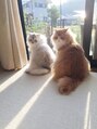 プレヴィア(PREVIA)&nbsp;猫を２匹飼ってます。猫に癒されてて日々デトツクスしています。